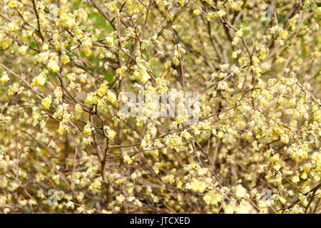 Corylopsis pauciflora, nombreux racèmes courts de primevère fleur jaune,les fleurs odorantes apparaissent entre le début et la mi-printemps. Banque D'Images