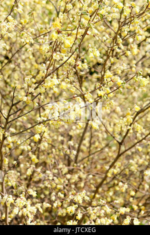 Corylopsis pauciflora, nombreux racèmes courts de primevère fleur jaune,les fleurs odorantes apparaissent entre le début et la mi-printemps. Banque D'Images