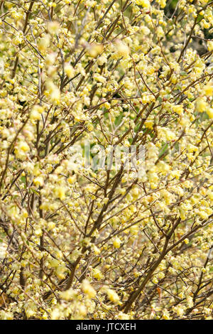 Corylopsis pauciflora, nombreux racèmes courts de primevère fleur jaune,les fleurs odorantes apparaissent entre le début et la mi-printemps. Banque D'Images