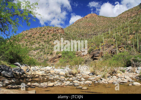 Une montagne de saguaro cactus dans de Bear Canyon Sabino Canyon Recreation Area Park dans le désert de Sonora le long des montagnes Santa Catalina à Tucson, Banque D'Images