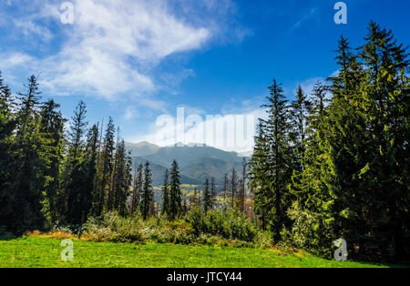 Forêt de sapins sur une prairie de Hautes Tatras, crête de montagne. Belle journée ensoleillée en Pologne Campagne Banque D'Images