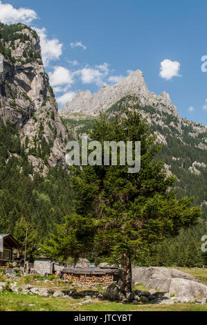 Italie : un sapin géant dans la vallée de Mello, une vallée verte entourée de montagnes de granit et d'arbres forestiers, connue sous le nom de la petite vallée de Yosémite italien Banque D'Images