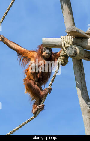 L'orang-outan de Sumatra / orang utang (Pongo abelii) femmes avec bébé accroché sur son ventre traversant sur des cordes en zoo, originaire de Sumatra Banque D'Images