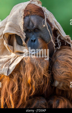 L'orang-outan de Sumatra / orang utang (Pongo abelii) mâle enveloppée de tissu au zoo montrant de grandes trappes joue, originaire de Sumatra Banque D'Images