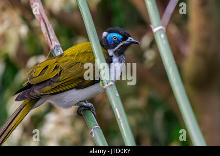 Méliphage à face bleue / bananabird (Entomyzon cyanotis), originaire de l'Australie et du sud de la Nouvelle-Guinée Banque D'Images