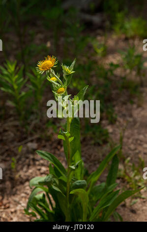 Une Orange Sneezeweed (Hymenoxys Dugaldia hoopesii hoopesii aka, Helenium hoopesii), au début de sa floraison, dans les montagnes du Colorado dessus plats. Banque D'Images