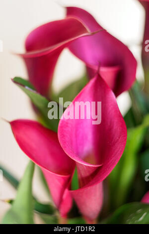 Détails de fleurs roses et rouges. Banque D'Images