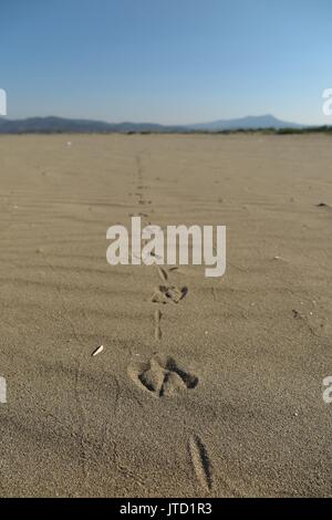 Empreinte d'oiseaux dans le sable Banque D'Images