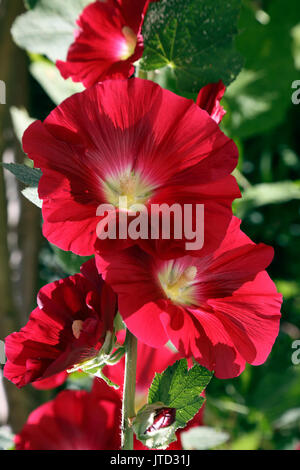 Red roses trémières dans jardin Surrey England Banque D'Images