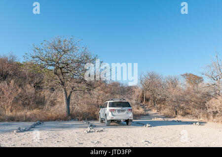 Parc national d'Etosha, Namibie - Juin 22, 2017 : l'aire de stationnement et sentier menant au point de Moringa à l'Halali Rest Camp dans le parc Na Banque D'Images