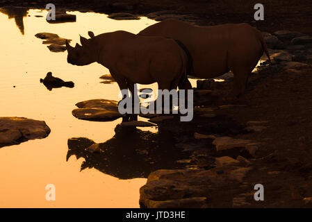 La silhouette et la réflexion d'un rhinocéros noir, Diceros bicornis, à un point d'eau dans le Nord de la Namibie après le coucher du soleil. Banque D'Images