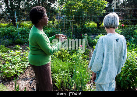 Deux femmes l'extraction d'un potager dans une cour, Nouveau Brunswick, Canada Banque D'Images