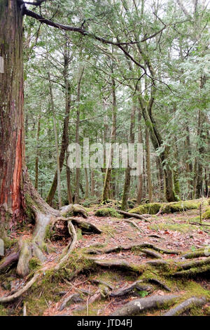 Aokigahara est une forêt qui se trouve à la base du Mont Fuji, également connu sous le nom de forêt du suicide ou la mer d'arbres, forêt Aokigahara est une destinatio Banque D'Images