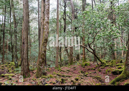 Aokigahara est une forêt qui se trouve à la base du Mont Fuji, également connu sous le nom de forêt du suicide ou la mer d'arbres, forêt Aokigahara est une destinatio Banque D'Images