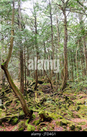 Aokigahara est une forêt qui se trouve à la base du Mont Fuji, également connu sous le nom de forêt du suicide ou la mer d'arbres, forêt Aokigahara est une destinatio Banque D'Images