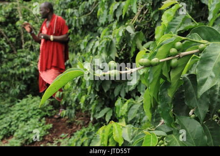 Des grains de café frais croissant sur une ferme près d'Arusha Banque D'Images