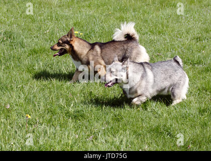 SWEDISH VALLHUND orginated au cours de l'âge des Vikings anciennement accueil avec queue Banque D'Images