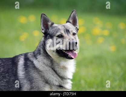 SWEDISH VALLHUND orginated au cours de l'âge des Vikings anciennement accueil avec queue Banque D'Images