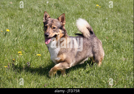 SWEDISH VALLHUND orginated au cours de l'âge des Vikings anciennement accueil avec queue Banque D'Images