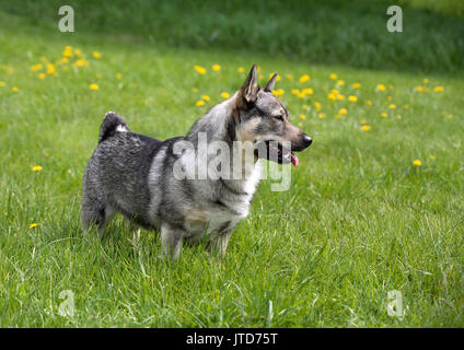 SWEDISH VALLHUND orginated au cours de l'âge des Vikings anciennement accueil avec queue Banque D'Images