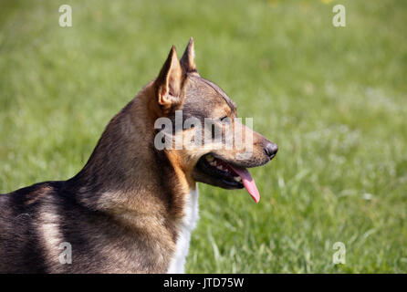 SWEDISH VALLHUND orginated au cours de l'âge des Vikings anciennement accueil avec queue Banque D'Images