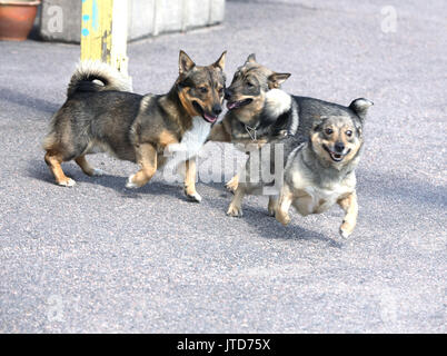 SWEDISH VALLHUND orginated au cours de l'âge des Vikings anciennement accueil avec queue Banque D'Images