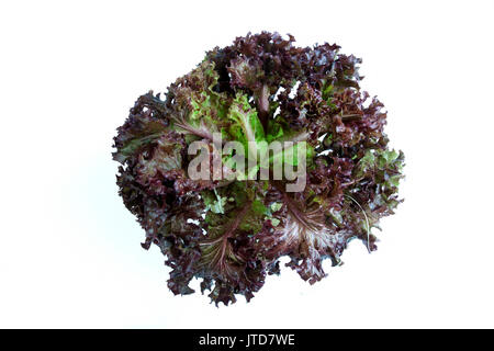 Salade de laitue frisée rouge isolé sur fond blanc Banque D'Images