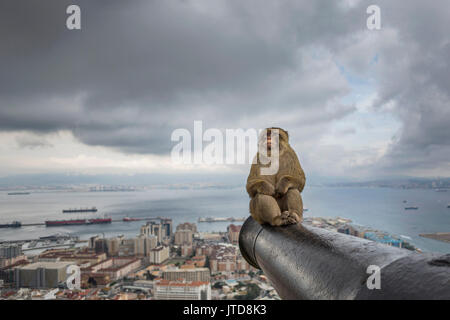 Un large Portrait d'un macaque de Barbarie mâle alpha était assis sur un canon désaffecté à Gibraltar's Upper Rock Nature Reserve Banque D'Images