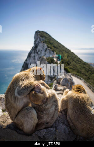 Un groupe de macaques de Barbarie groom en haut de la célèbre rocher de Gibraltar. Macaque groom jusqu'à 25 % de la journée. Banque D'Images