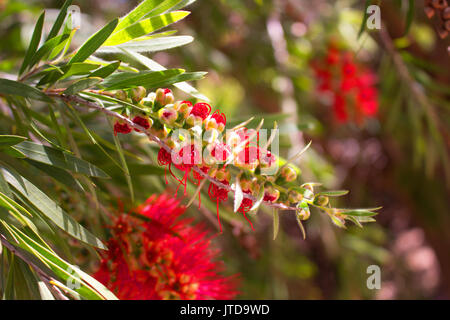 Fleur. Belles fleurs rouges. Arbre méditerranéen. Au printemps. Banque D'Images