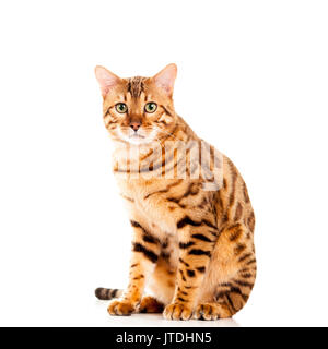 Portrait de chat Bengal mâle assis regardant droit dans découpe caméra isolé sur fond blanc Modèle Libération : N° des biens : Non. Banque D'Images