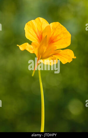 Fleurs de Capucines rétroéclairé en jardin dans le sud de l'Alaska. Banque D'Images