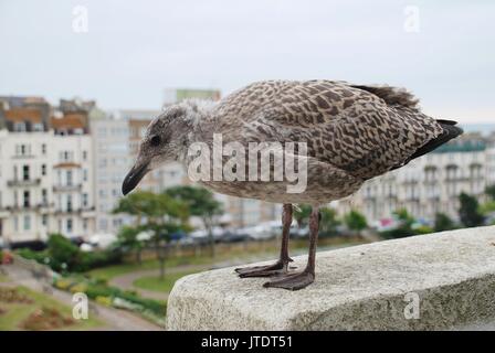 Un goéland argenté (Larus argentatus) chick se dresse sur une corniche au-dessus de jardins Warrior Square à St Leonards-on-Sea, Angleterre. Banque D'Images