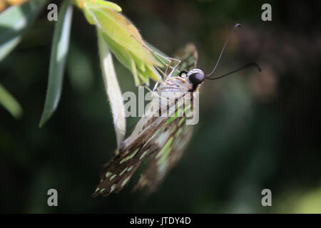 Le Jardin des Papillons Banque D'Images