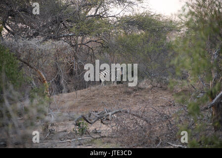 Zebra posant sur crête d'une petite colline Banque D'Images