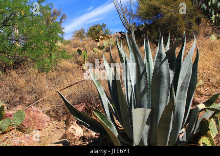 Feuilles plates, d'un Bush comme cactus agave en grotte colossale de Vail Mountain Park, Arizona, USA près de Tucson. Banque D'Images