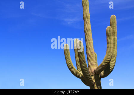 Gros Saguaro cactus avec armes et ciel bleu copie espace près de Tillotson pic en tuyau d'Orgue Monument National Cactus à AJO, Arizona, USA qui est un shor Banque D'Images