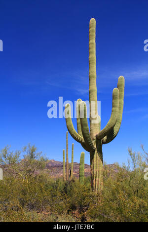 Gros Saguaro cactus avec armes et ciel bleu copie espace près de Tillotson pic en tuyau d'Orgue Monument National Cactus à AJO, Arizona, USA y compris une lar Banque D'Images