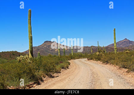 Ciel bleu de l'espace de copie et winding road près de Tillotson pic en Monument National Organ Pipe Cactus à AJO, Arizona, USA y compris d'une grande gamme de d Banque D'Images