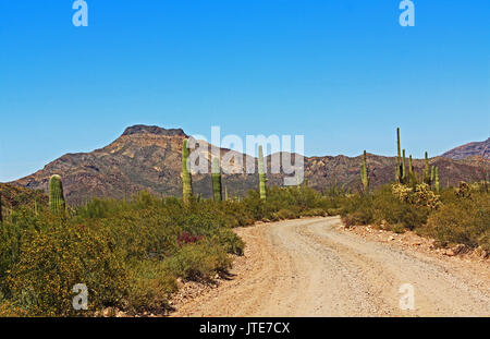 Ciel bleu de l'espace de copie et winding road près de Tillotson pic en Monument National Organ Pipe Cactus à AJO, Arizona, USA y compris d'une grande gamme de d Banque D'Images