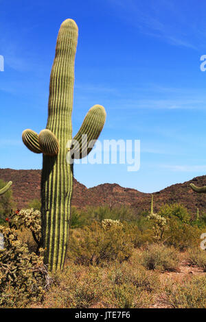 Gros Saguaro cactus avec armes et ciel bleu copie espace près de Tillotson pic en tuyau d'Orgue Monument National Cactus à AJO, Arizona, USA y compris une lar Banque D'Images