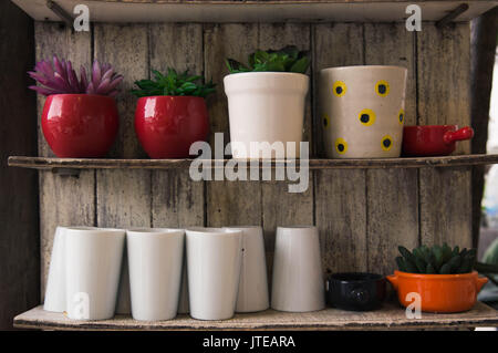 Les plantes dans de petits pots pour la décoration de la maison sont placés sur une étagère en bois. Banque D'Images