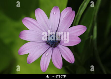 Daisy africains rose avec des gouttes d'eau Banque D'Images