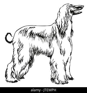 Portrait de décoration de l'article profil de Greyhound afghane, vector illustration en couleur noir isolé sur fond blanc Illustration de Vecteur