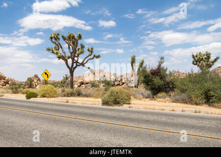 Prises le long de la route dans la région de Joshua Tree Nation Park sur juin 2017 Banque D'Images