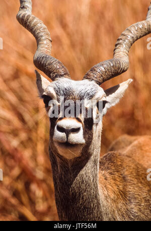 Les Indiens de sexe masculin, (Antilope cervicapra Blackbuck), Blackbuck National Park, Gujarat, Inde Banque D'Images