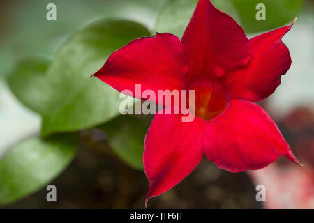 La floraison rouge lumineux Mandevilla Dipladenia rose Banque D'Images