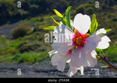 Fleur. Belles fleurs blanches. Temps de printemps. Macro. Banque D'Images