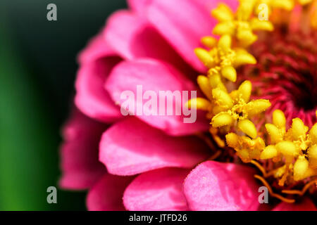 Super close-up of a pink zinnia Zinnia elegans (avec du pollen) Banque D'Images