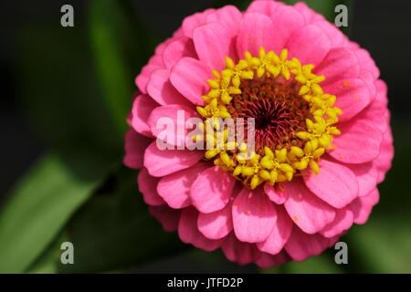 Close-up of a pink zinnia Zinnia elegans () Banque D'Images